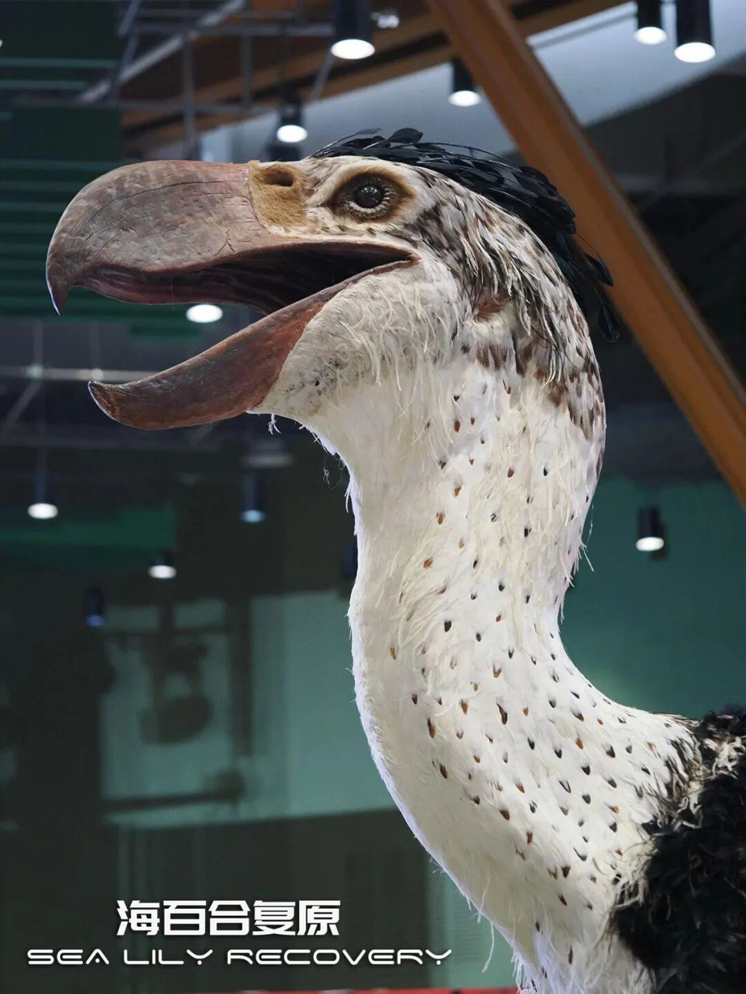 在首届中国古生物复原大赛斩获多项大奖! 在首届中国古生物复原大赛斩获多项大奖!