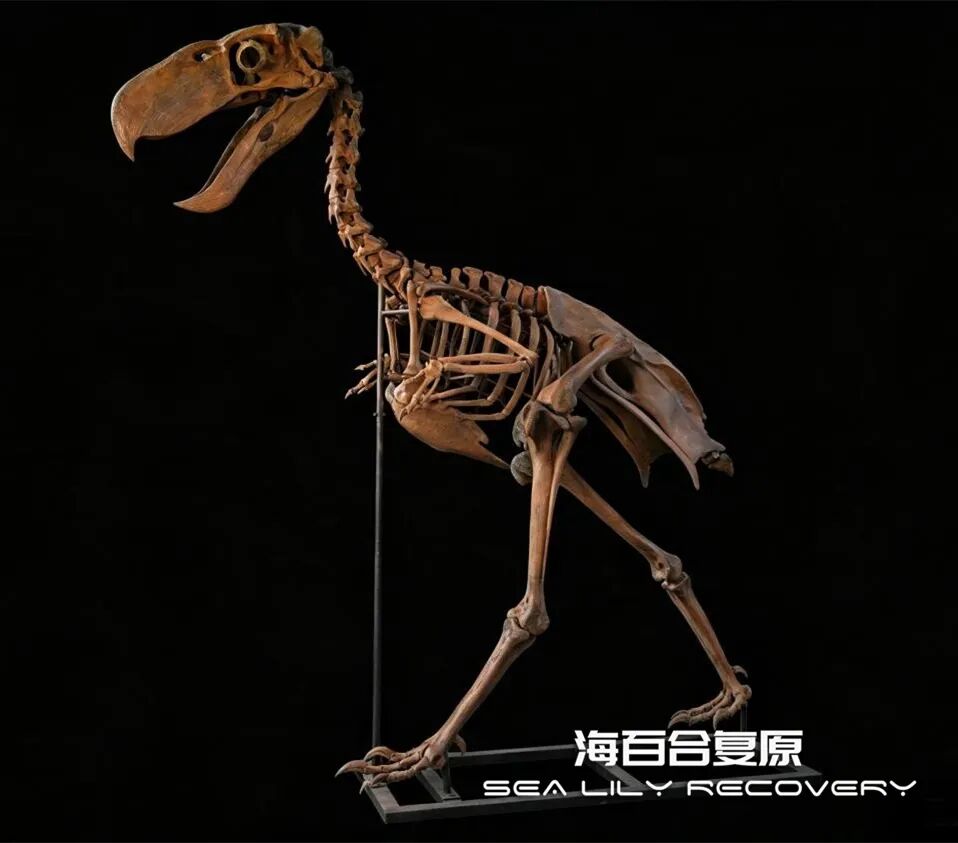 在首届中国古生物复原大赛斩获多项大奖! 在首届中国古生物复原大赛斩获多项大奖!