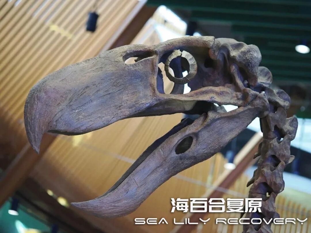 在首届中国古生物复原大赛斩获多项大奖! 在首届中国古生物复原大赛斩获多项大奖!