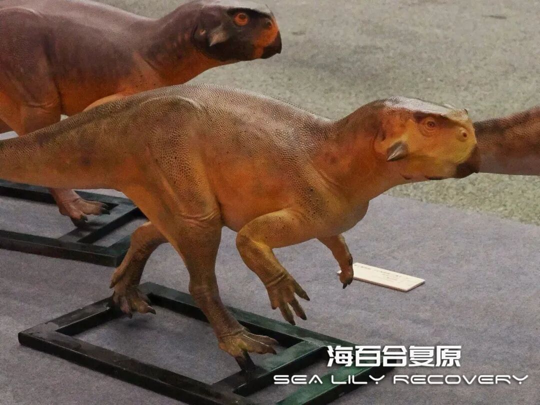 在首届中国古生物复原大赛斩获多项大奖! 在首届中国古生物复原大赛斩获多项大奖!