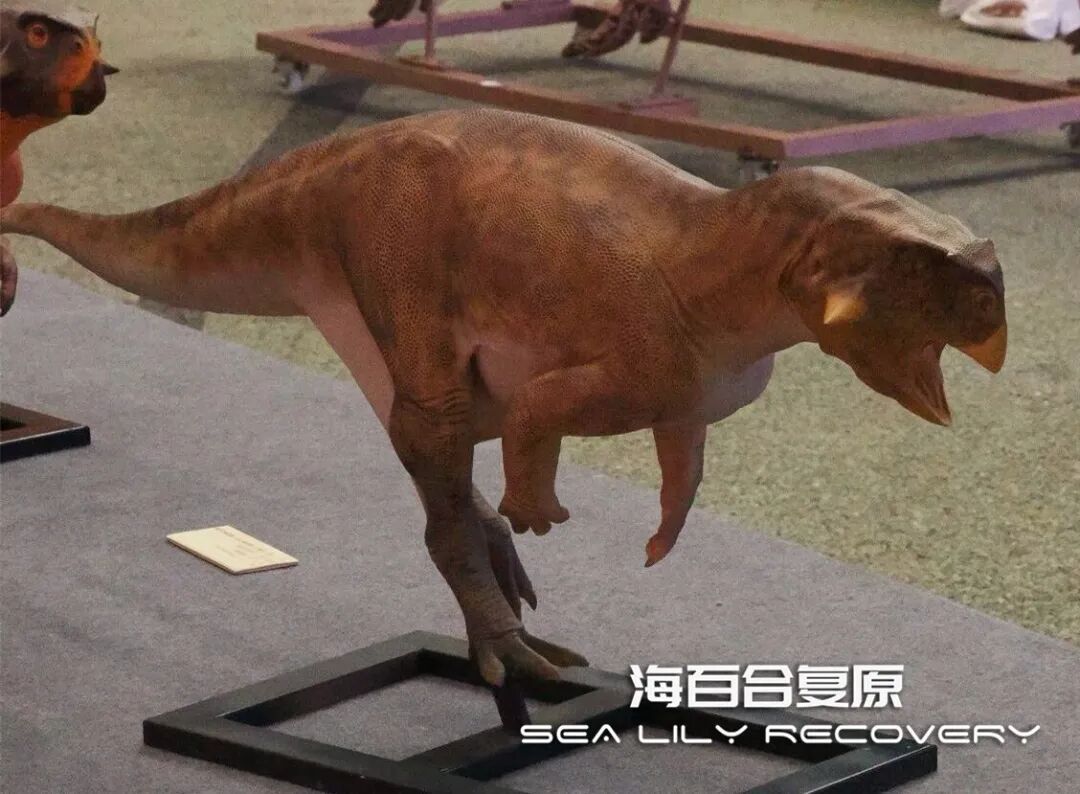 在首届中国古生物复原大赛斩获多项大奖! 在首届中国古生物复原大赛斩获多项大奖!