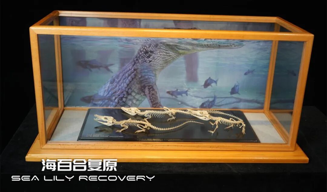 在首届中国古生物复原大赛斩获多项大奖! 在首届中国古生物复原大赛斩获多项大奖!