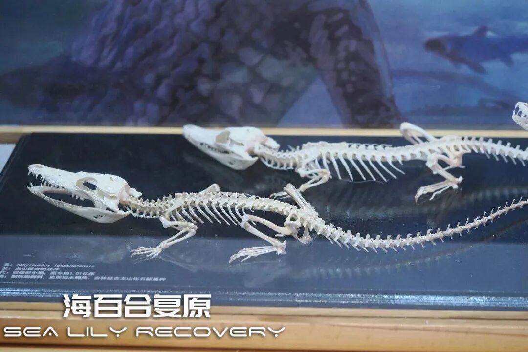 在首届中国古生物复原大赛斩获多项大奖! 在首届中国古生物复原大赛斩获多项大奖!