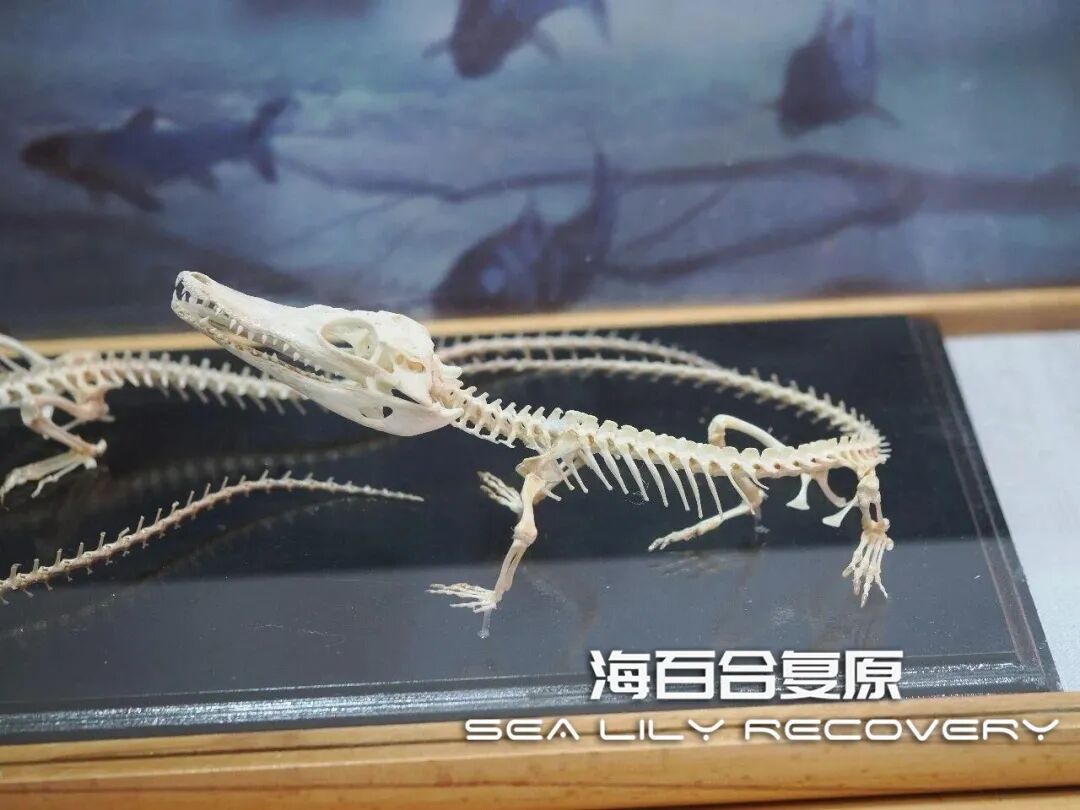 在首届中国古生物复原大赛斩获多项大奖! 在首届中国古生物复原大赛斩获多项大奖!