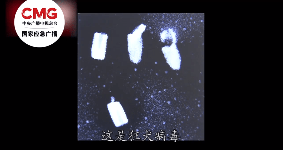 无棣县狂犬疫苗接种门诊联系方式 无棣县狂犬疫苗接种门诊联系方式
